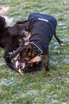 Bild 68 - Hundeshooting